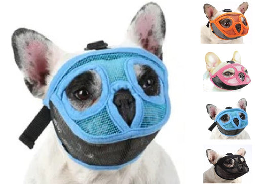 Bozal Perro Ñato Chato Bulldog Francés Inglés Pug Boston