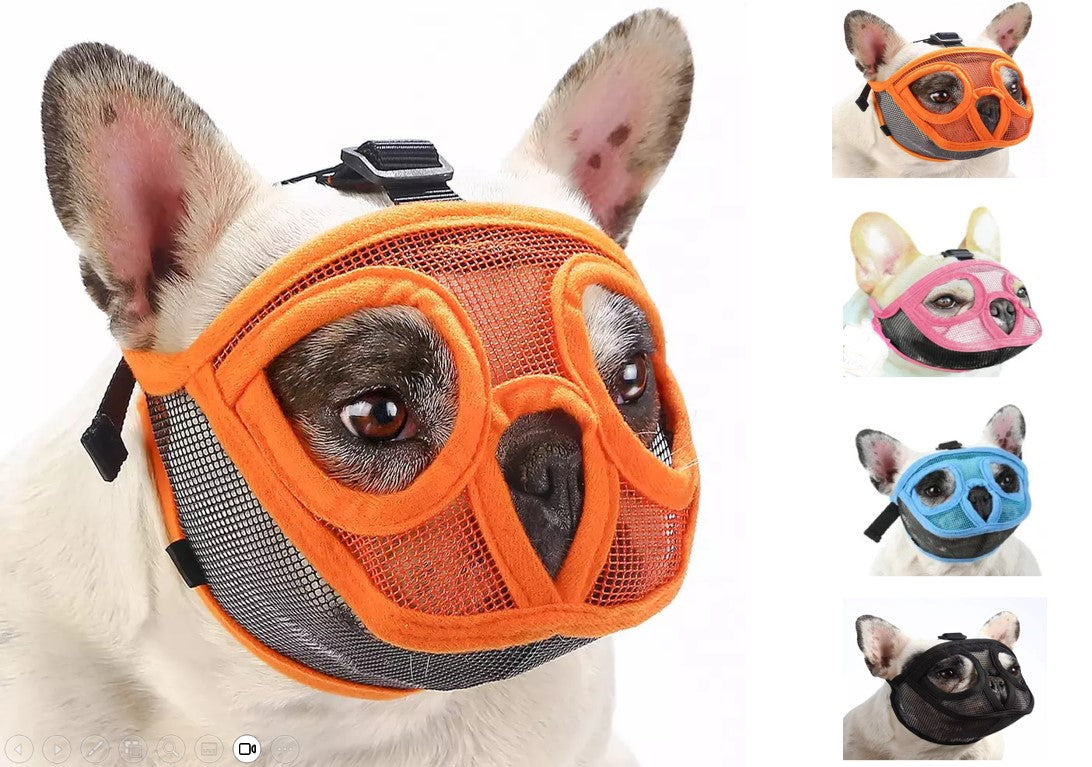 Bozal Perro Ñato Chato Bulldog Francés Inglés Pug Boston