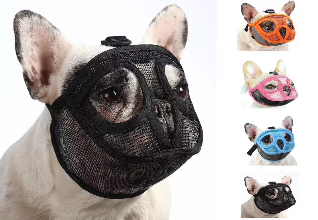 Bozal Perro Ñato Chato Bulldog Francés Inglés Pug Boston