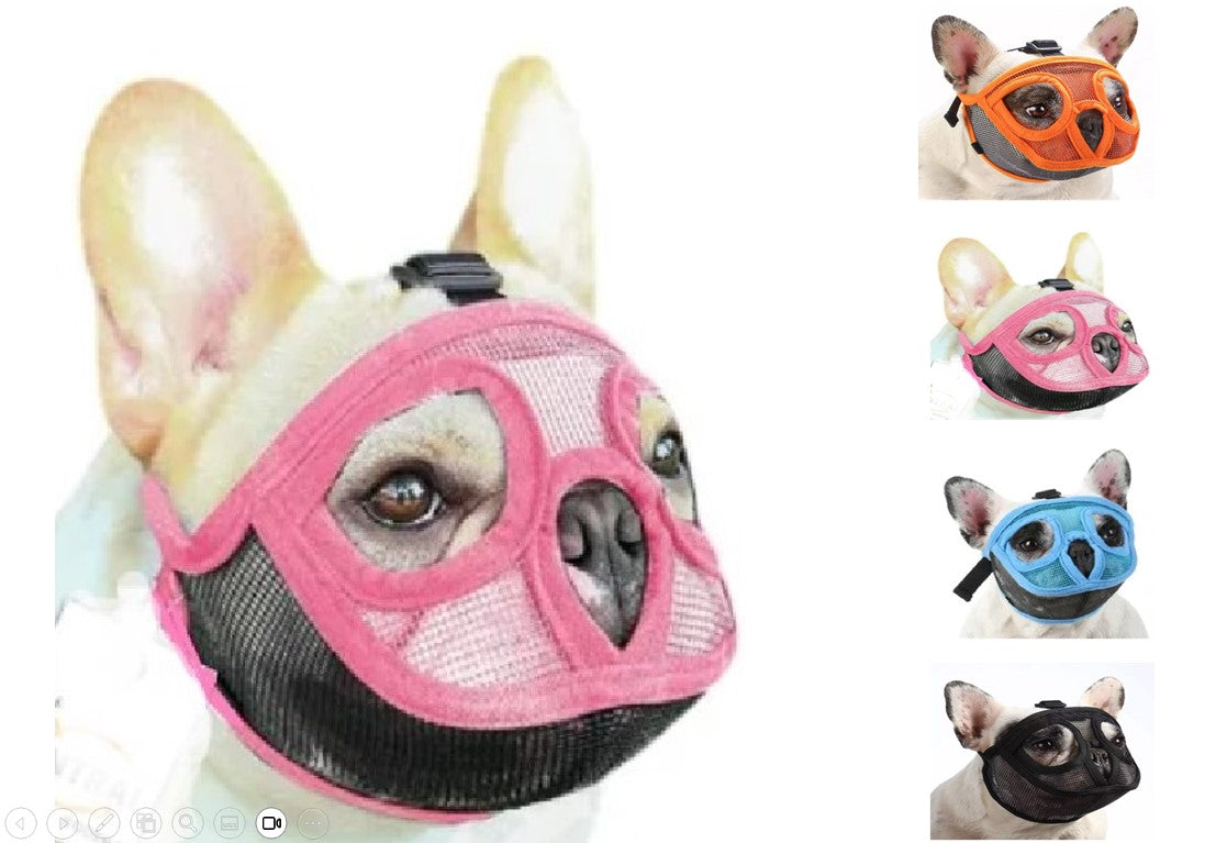 Bozal Perro Ñato Chato Bulldog Francés Inglés Pug Boston