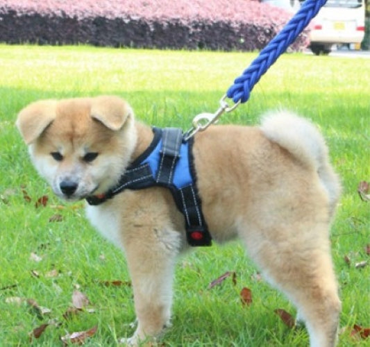 Arnes Con Trailla Tejida