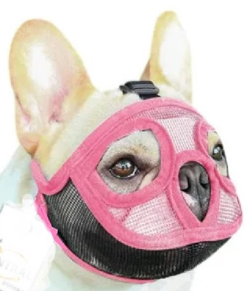 Bozal Perro Ñato Chato Bulldog Francés Inglés Pug Boston