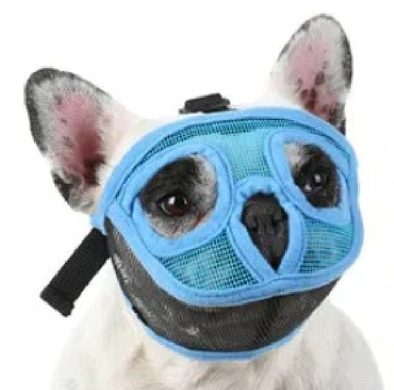 Bozal Perro Ñato Chato Bulldog Francés Inglés Pug Boston